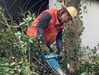 伐採