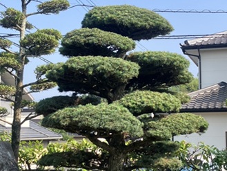 剪定